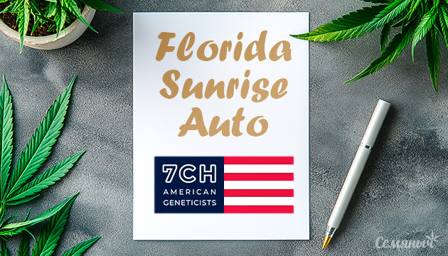Гроурепорт сорта Florida Sunrise Auto