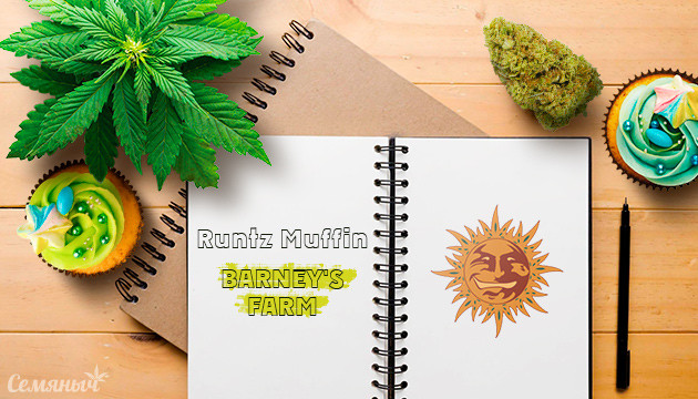 Гроурепорт сорта Runtz Muffin от Barney's Farm