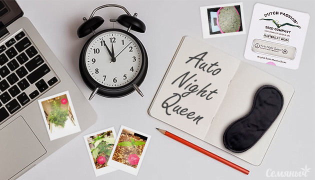 Гроурепорт сорта Auto Night Queen