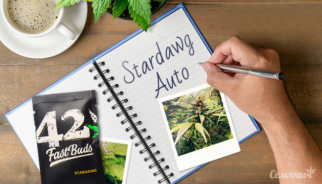 Гроурепорт сорта Stardawg Auto